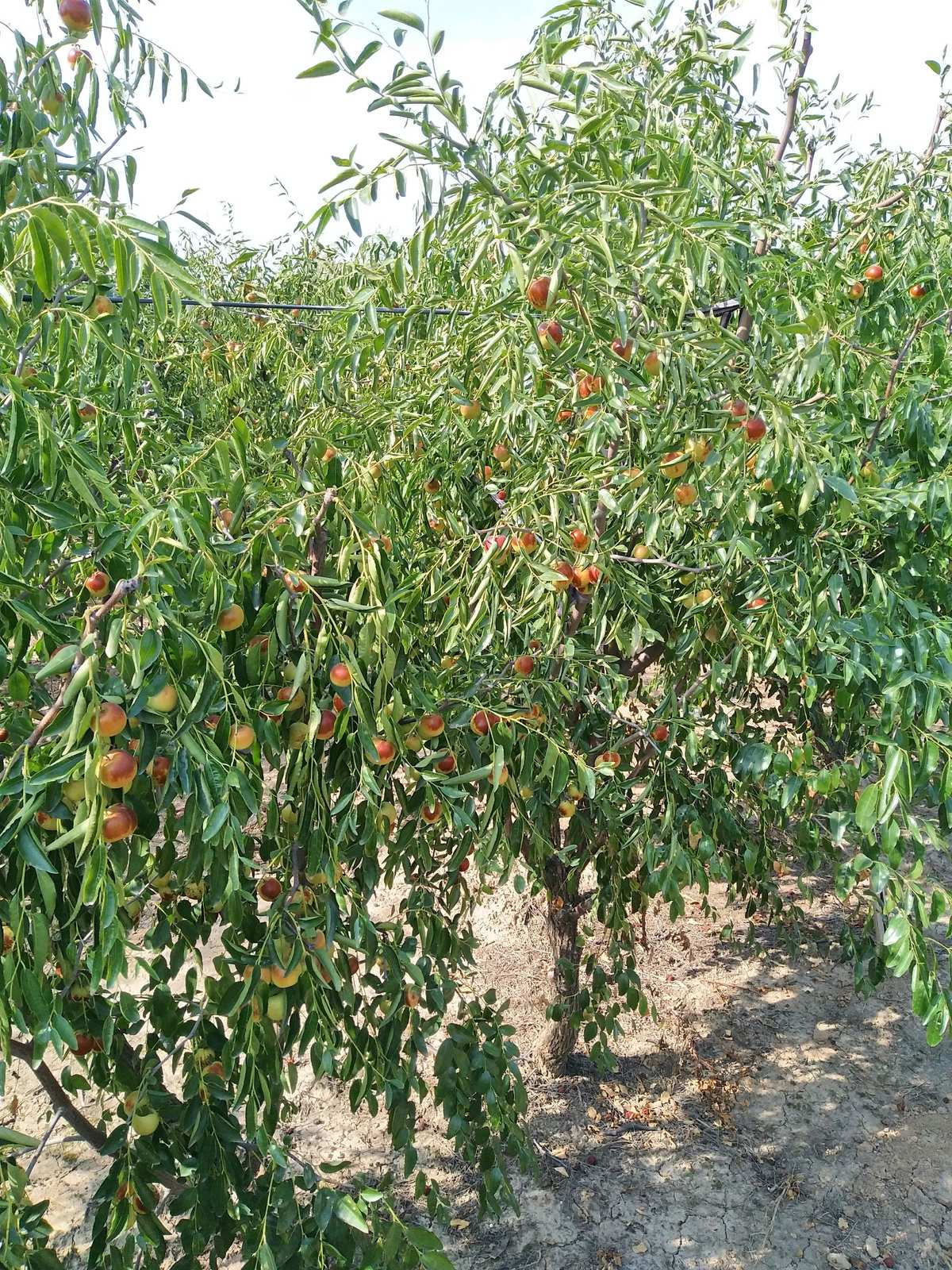 單車(chē)黃驊聚館冬棗園*^_^*滿載而歸哦! - 美篇