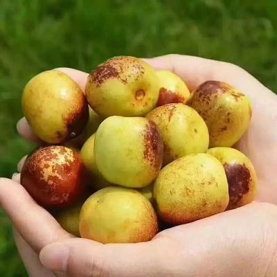 你還在買糖精泡過的冬棗嗎?挑選冬棗一定要記住這三點(diǎn)