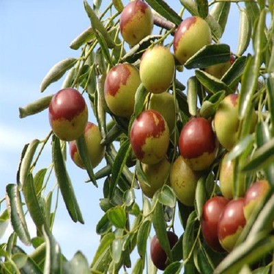 黃驊冬棗詳細(xì)介紹:特點(diǎn) 歷史 - 黃驊特產(chǎn) - 特色谷