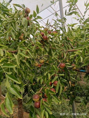 哪里的冬棗最好?山東沾化、河北黃驊、陜西大荔,還是山西、新疆江西或其他地方?