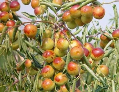 哪里的冬棗最好?山東沾化、河北黃驊、陜西大荔,還是山西、新疆江西或其他地方?