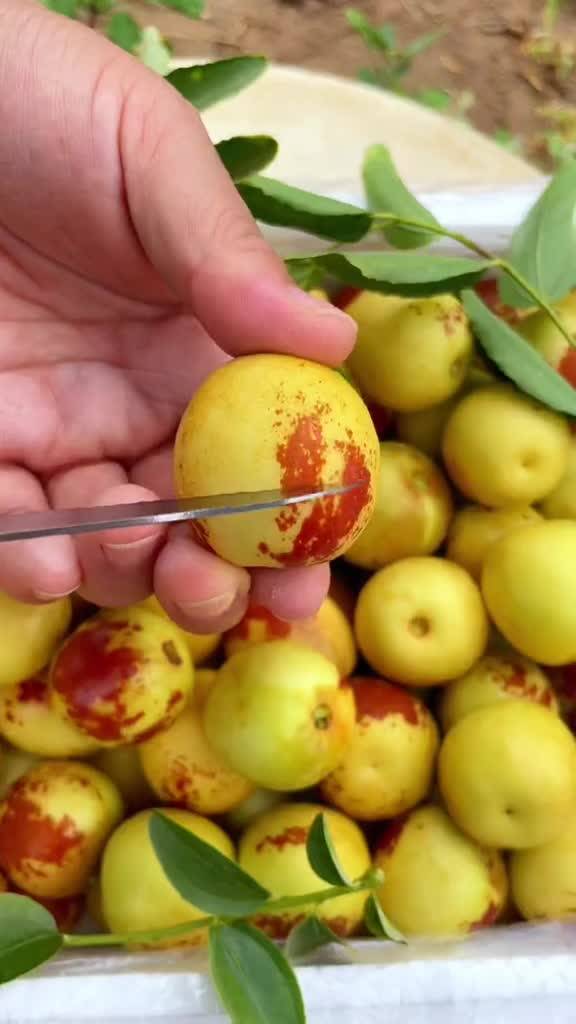 大荔與黃驊冬棗 產(chǎn)地直發(fā)，品質(zhì)鮮甜