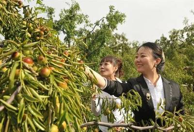 滄州2019中國(guó)農(nóng)民豐收節(jié)暨黃驊冬棗節(jié)即將盛大開幕