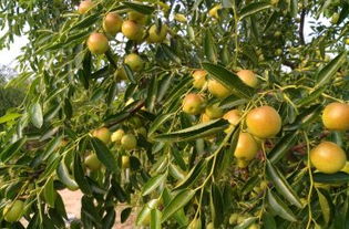 黃驊三娘冬棗采摘園全攻略 門票、地址、游玩指南及圖片分享