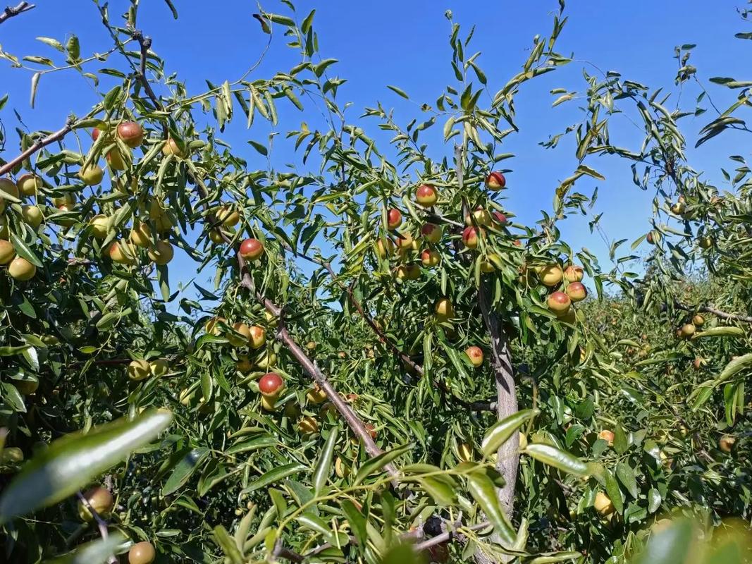 黃驊冬棗 脆甜多汁，現(xiàn)摘現(xiàn)發(fā)的新鮮美味