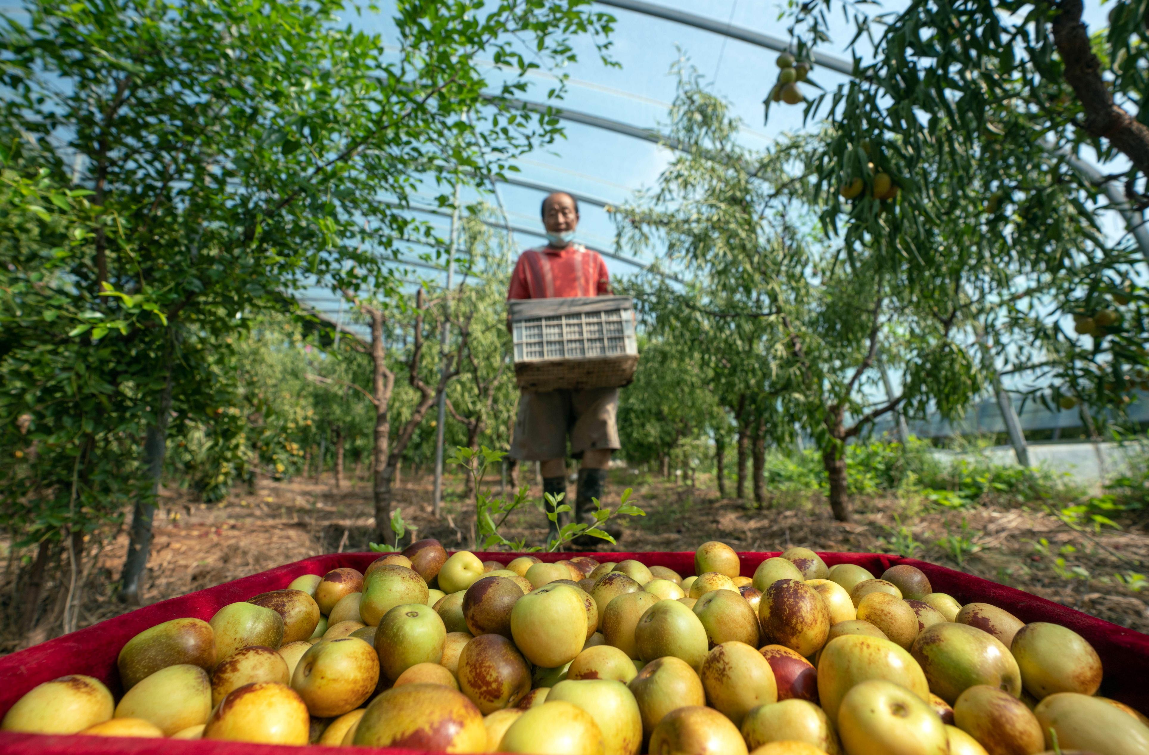 河北黃驊 冬棗大棚采收忙，特色產(chǎn)業(yè)促增收