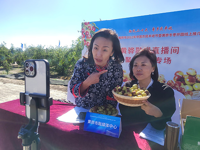 河北黃驊 古貢棗園話(huà)豐收，特色農(nóng)業(yè)促振興